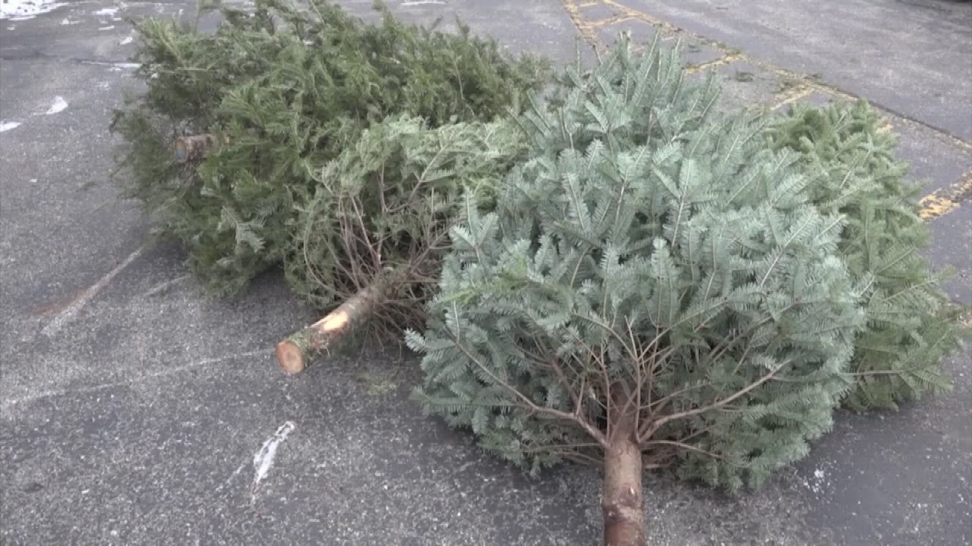 A Parma woman went into anaphylactic shock after exposure to her first real Christmas tree. There is actually a condition called 'Christmas Tree Syndrome.'