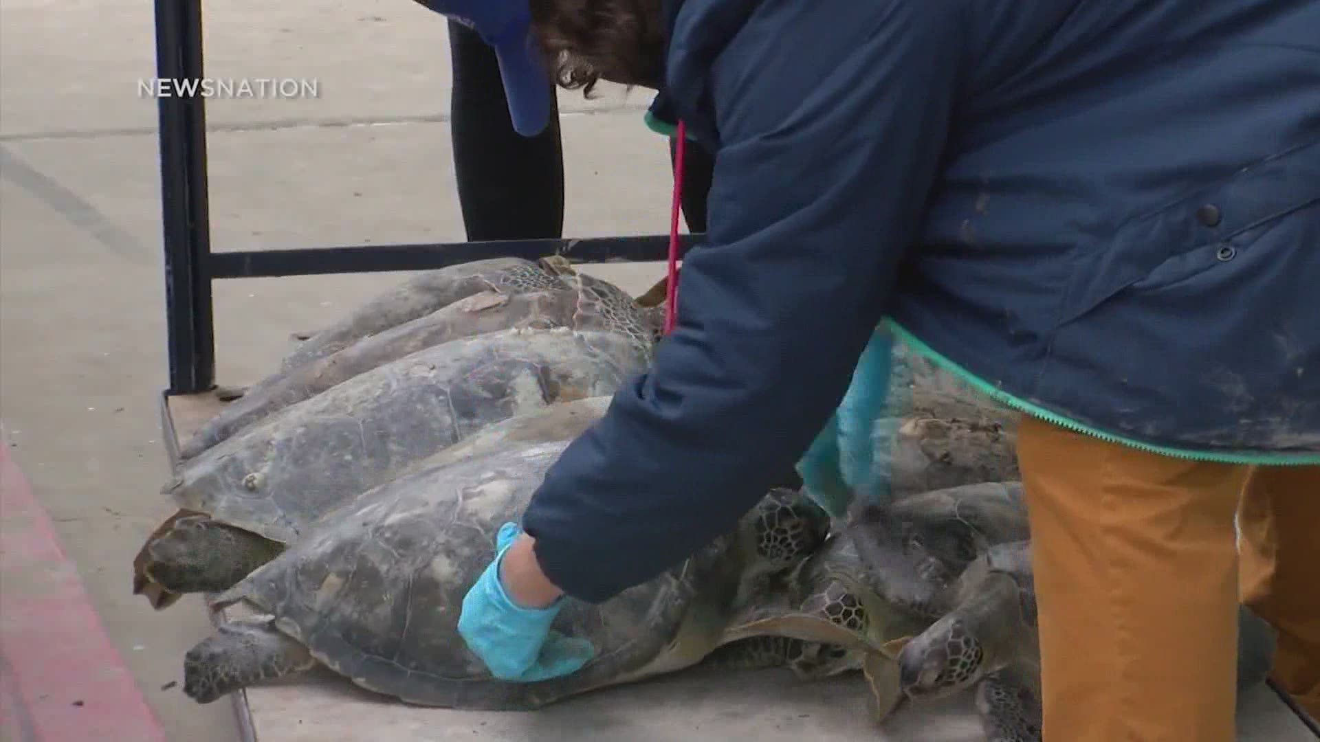 Rescued sea turtles released back into Gulf of Mexico | khou.com