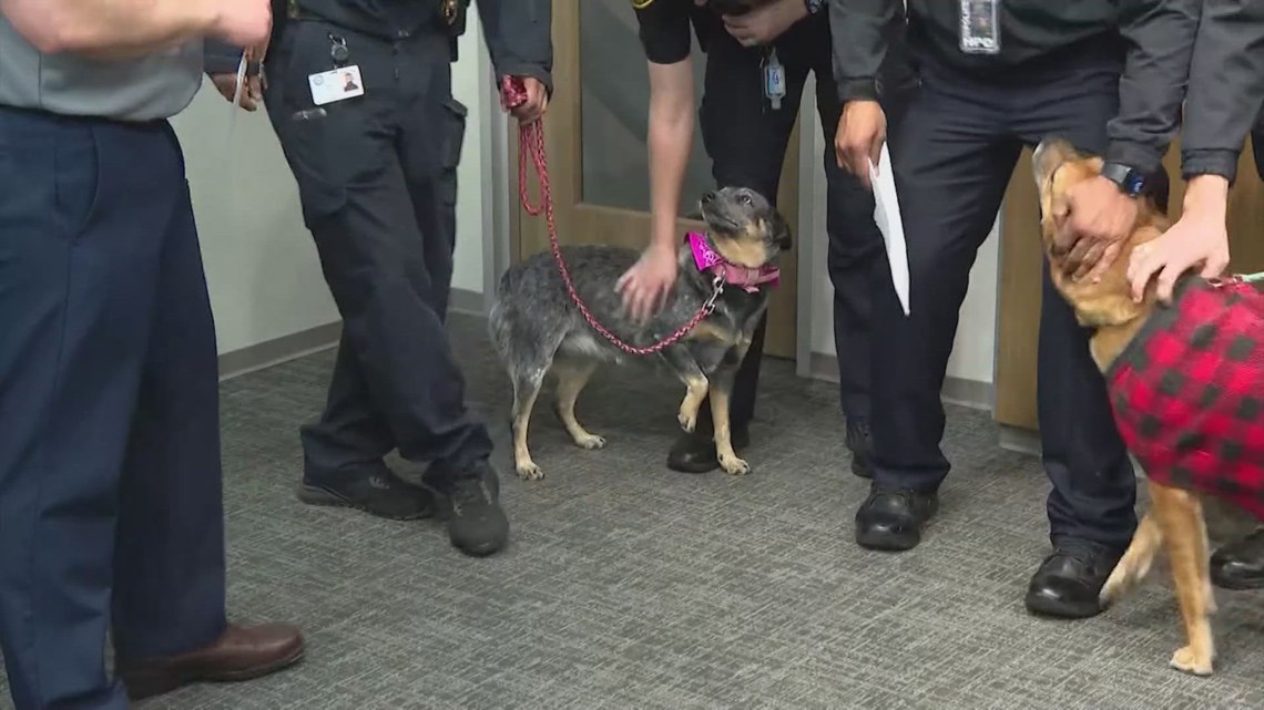 SPCA investigator reveals what happens when Houston pets are left outside in freezing weather