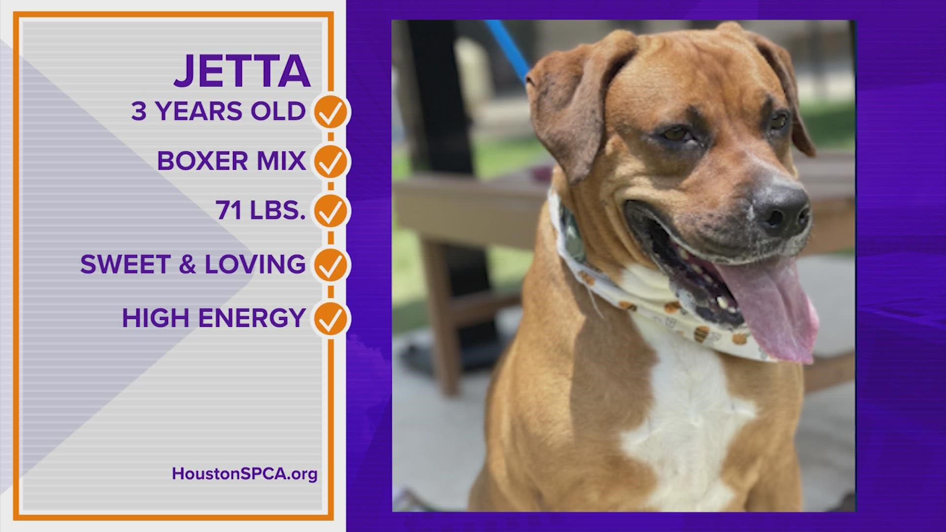 Meet Jetta! She is a 3-year-old boxer mix now available for adoption.