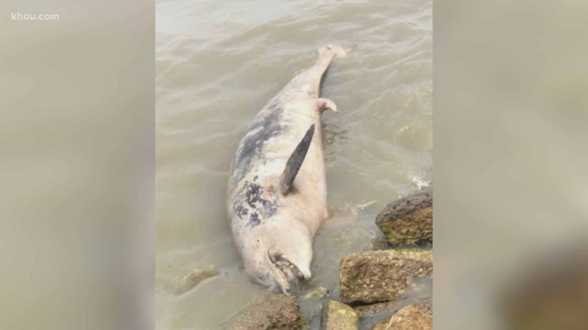 Volunteers have found hundreds of dead animals recently on the east end of Galveston island, according to the Galveston County Daily News.

The volunteers monitor island coastal wildlife and say they have found hundreds of dead fish, about 100 dead birds, dead sea turtles and dolphins.