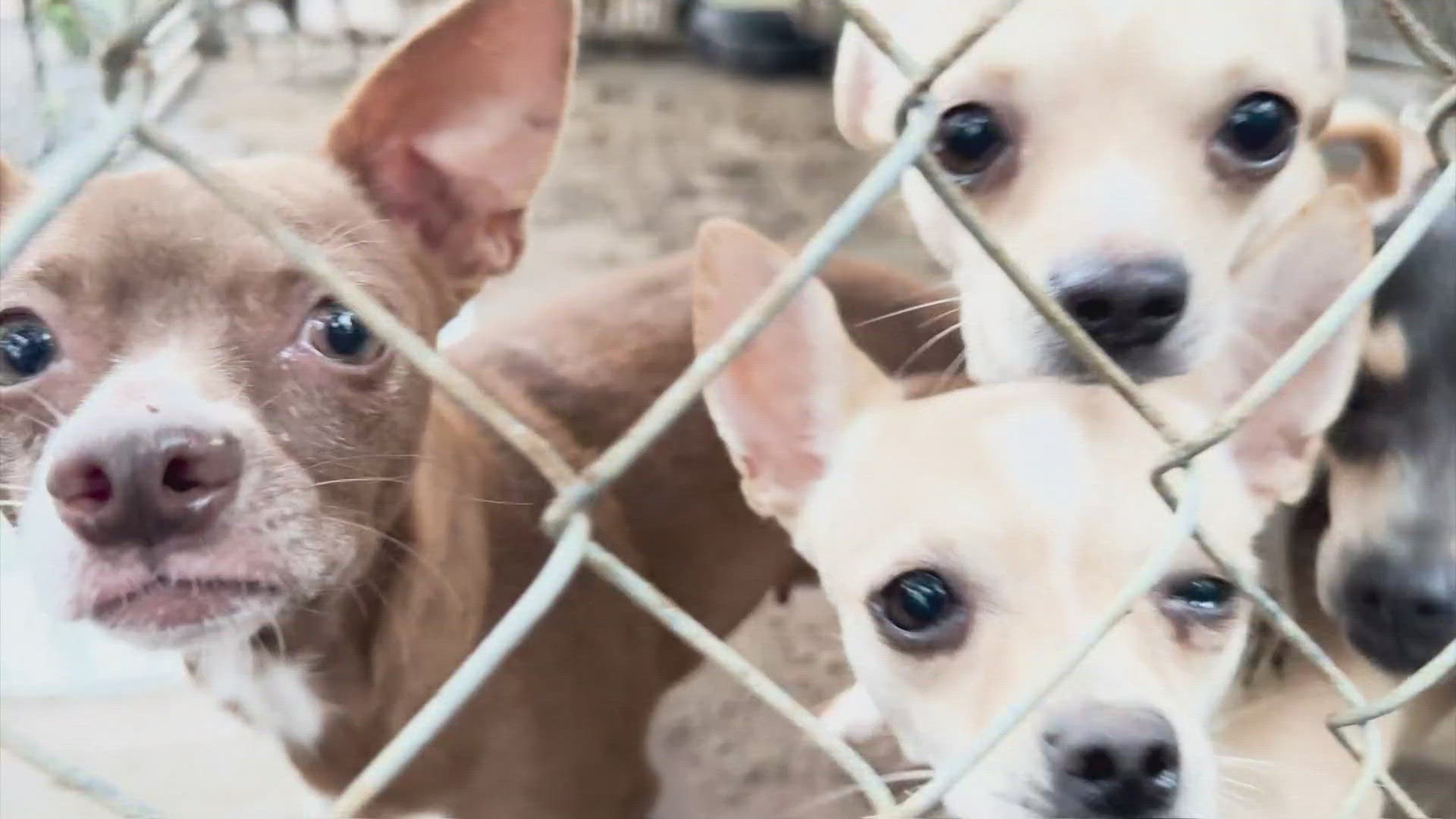 The dogs were rescued in Weimar, Texas, which is about an hour west of Houston in Colorado County. Most of the dogs had been kept outside.