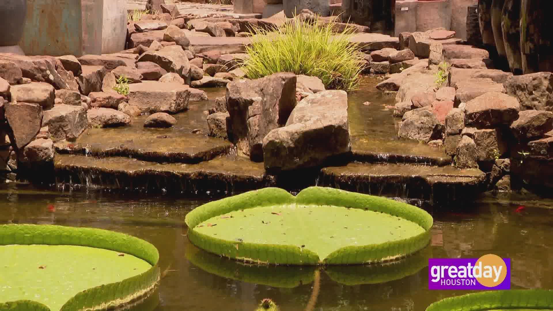 A backyard oasis begins with beautiful water gardens