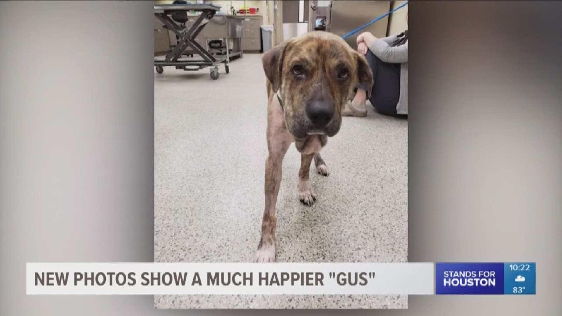 Gus is looking like a completely different dog after he was rescued from the streets of southeast Houston last month.