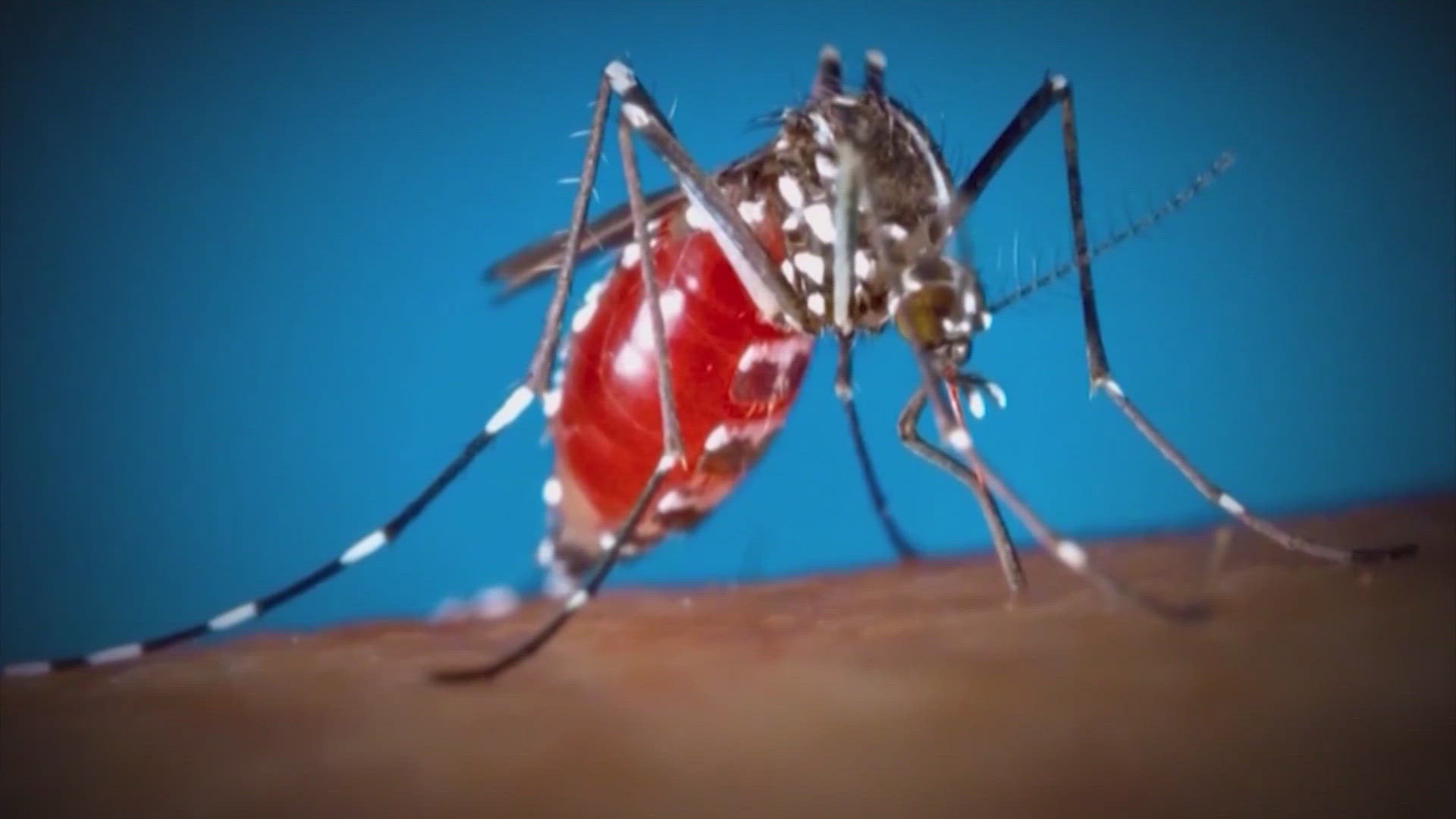 Here's what you can do to protect yourself from mosquitoes.