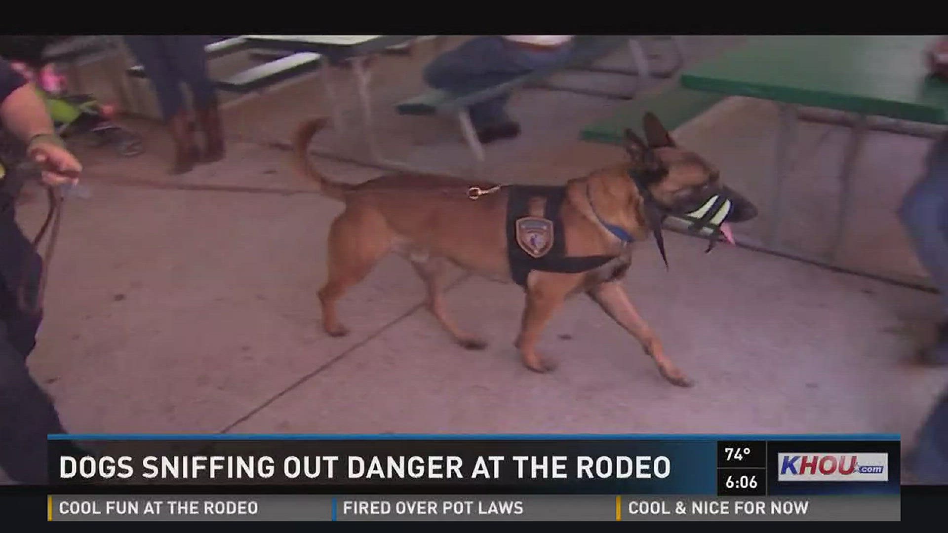 Specially trained K-9s are sniffing out danger at RodeoHouston this year. They can detect explosive odors as a person walks by. Bello and three other K-9s with the Harris County Sheriff's Office are trained to track suicide bombers or anyone carrying an e