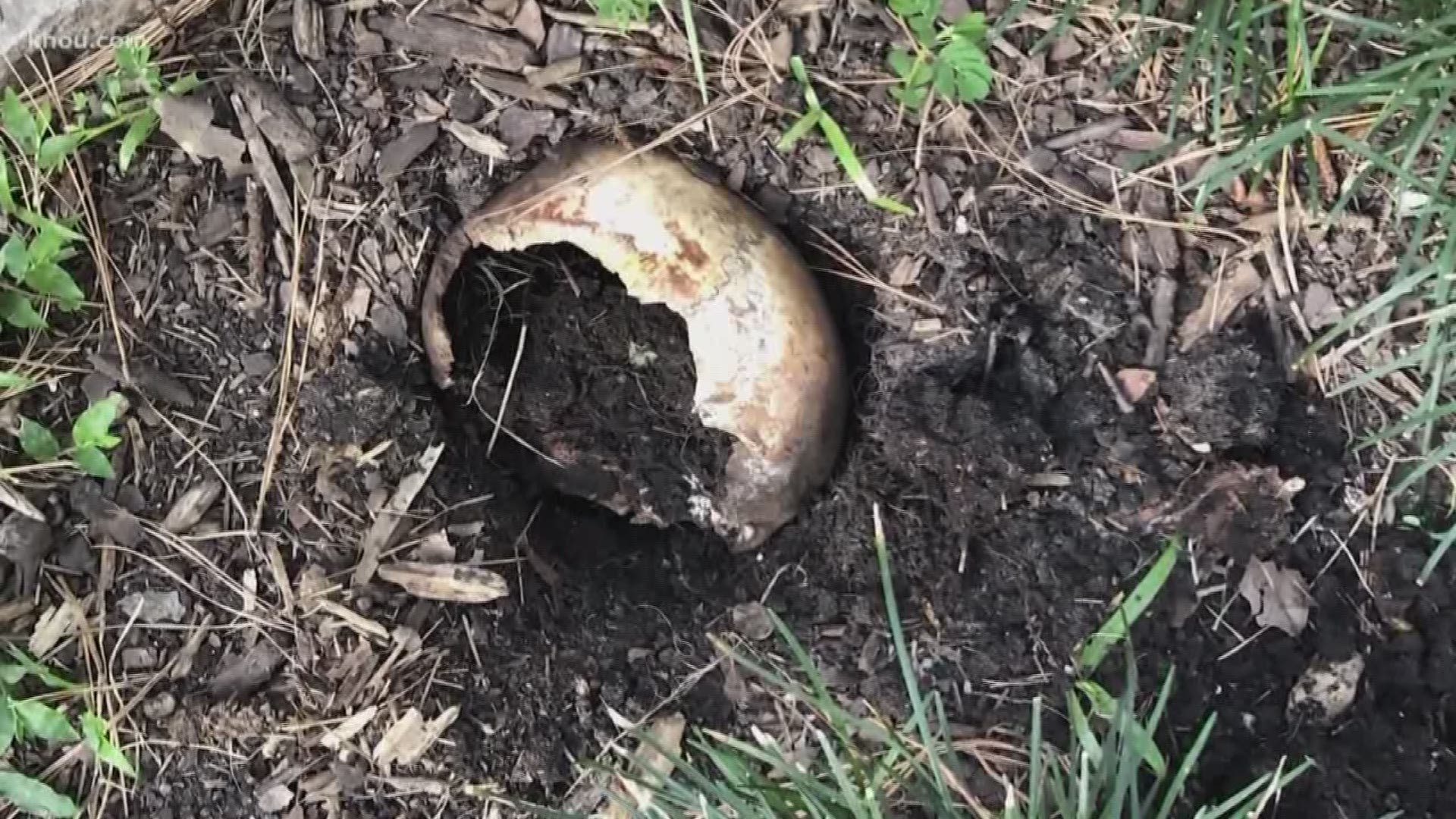 New homeowners in Champion Forest were digging up their flowerbed earlier this year when they found a real human skull buried in the dirt.