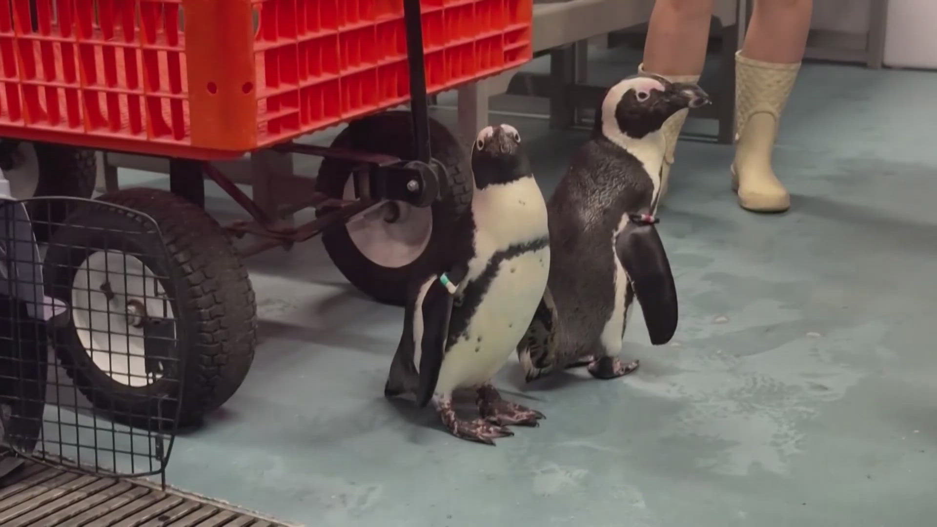 The nine African penguins were relocated to higher ground before Milton made landfall.