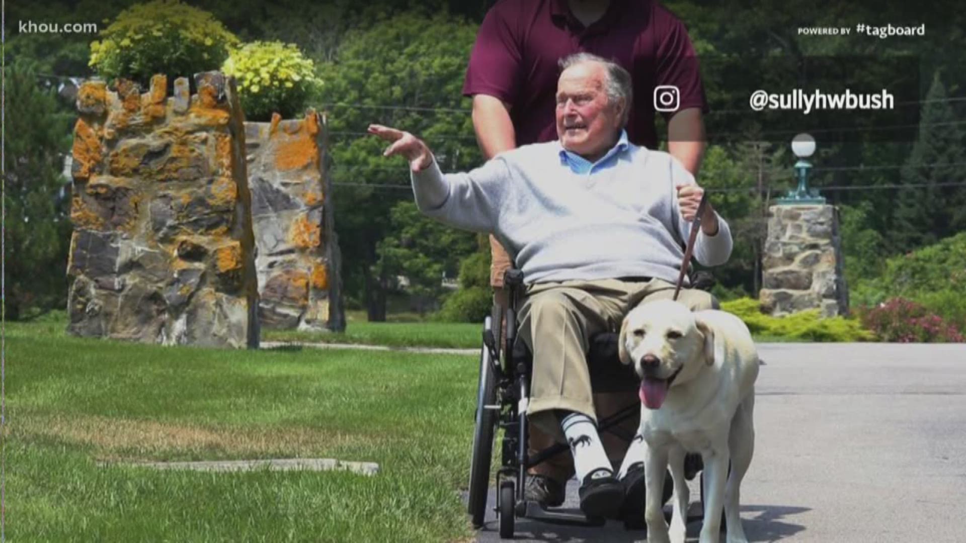 Former President George H.W. Bush's service dog, Sully, is preparing for a new role. At the end of the month, the 2-year-old Labrador will start working with veterans at Walter Reed National Military Medical Center in Maryland.