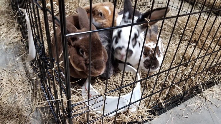 Dozens Of Rabbits Dogs Rescued By Houston Humane Society Khou Com