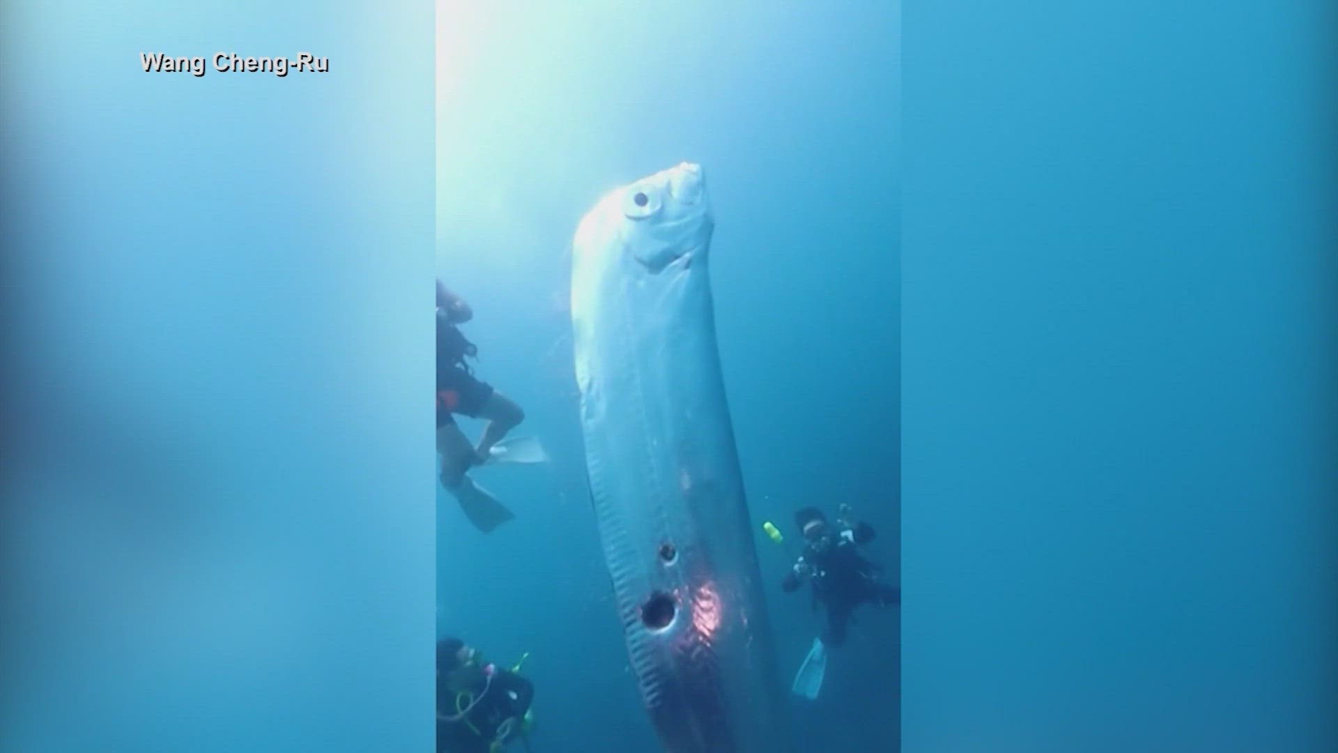 The Oarfish measures six feet in length. There's a popular legend that the oarfish is a sign of natural disasters, though there's no scientific evidence.