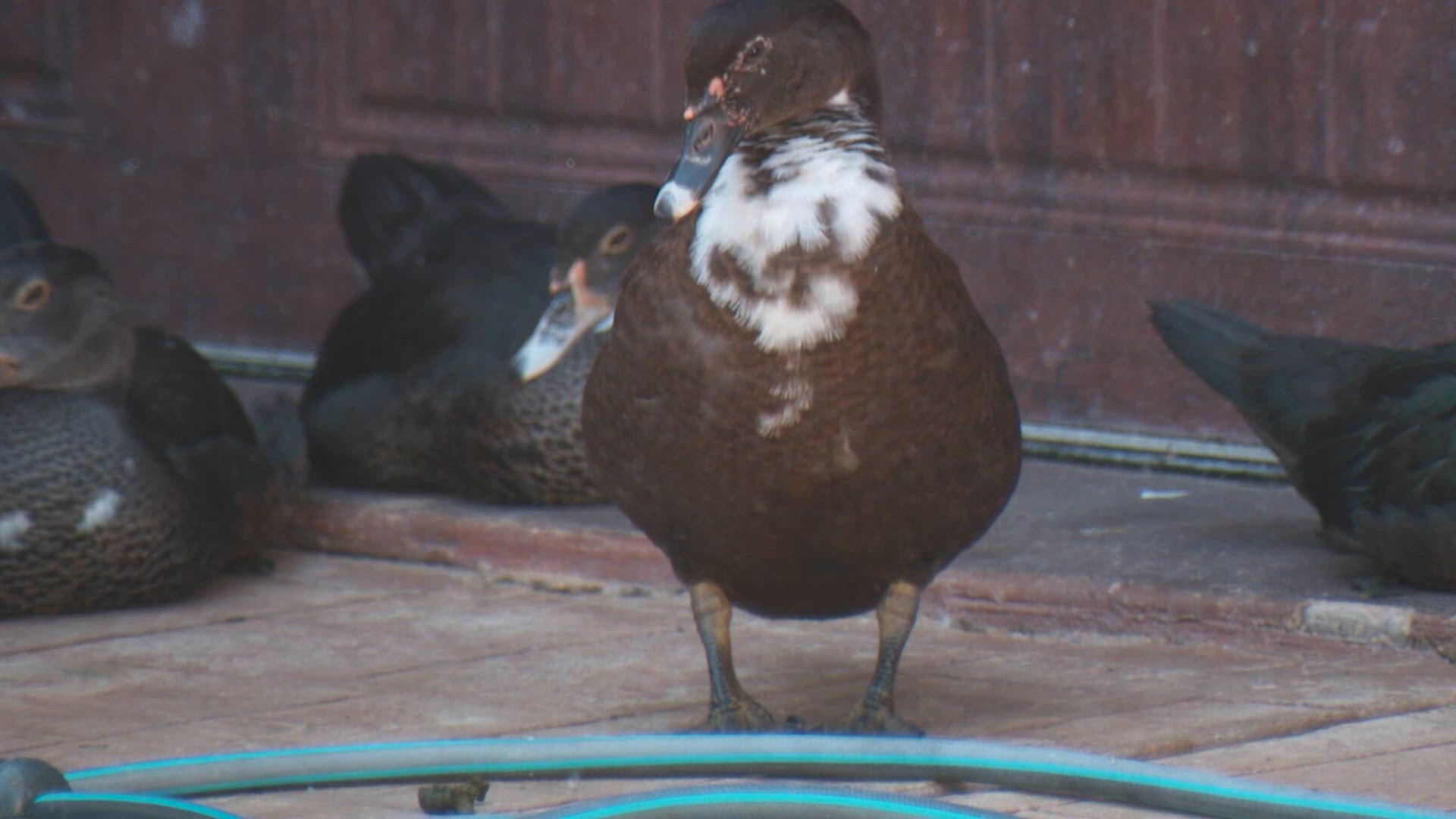 Example Of Magazine Article Hundreds of invasive ducks have taken over a Katy-area neighborhood ...