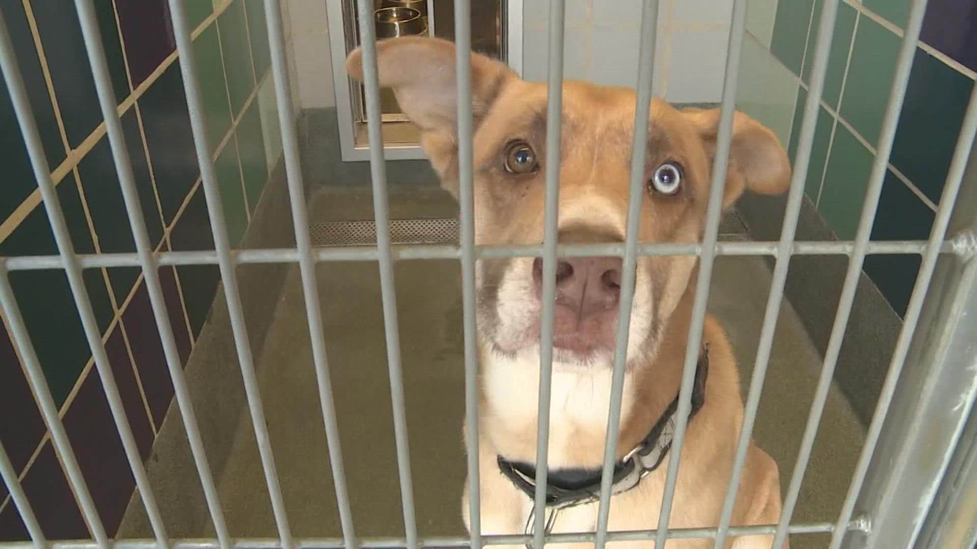 Desperate need for fosters for abandoned pets in Houston 