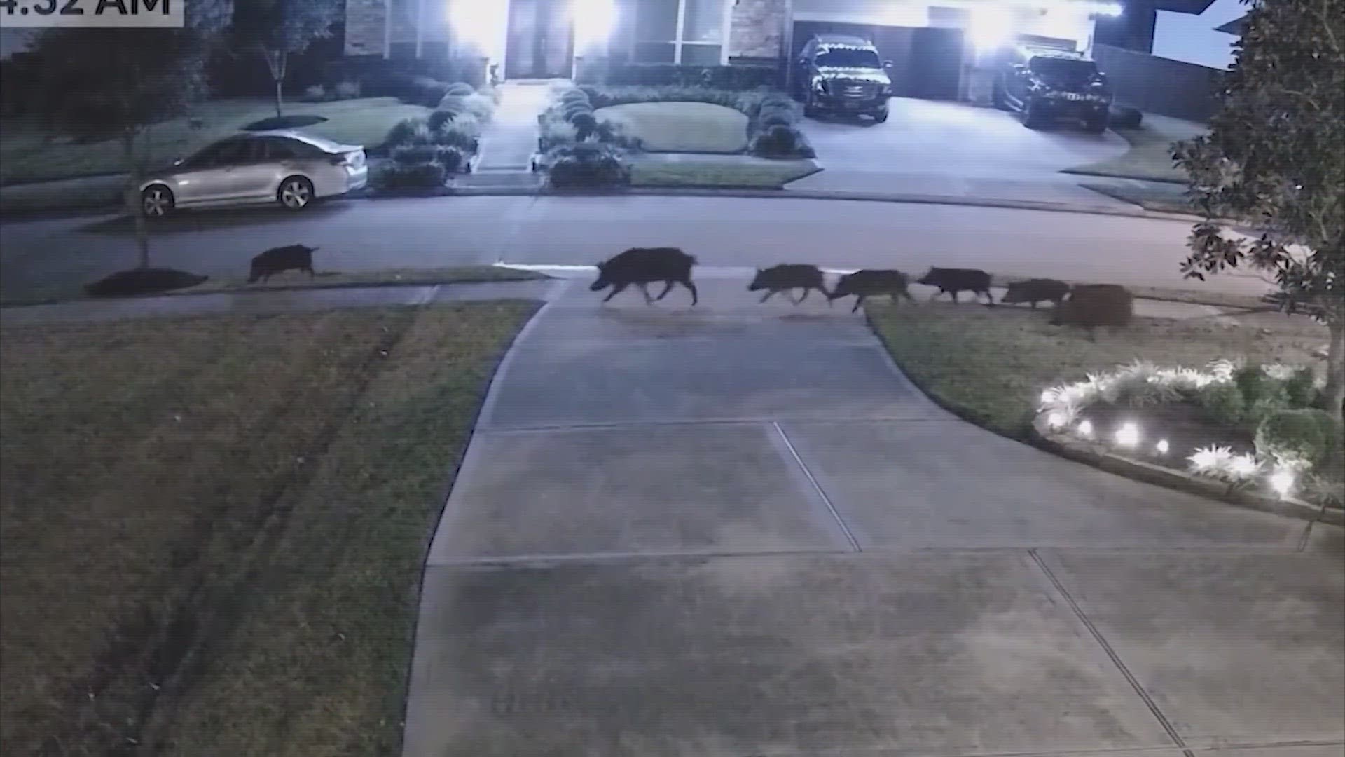 How bad are feral hogs in Texas?