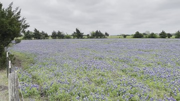 Huge field of Texas bluebonnets found in Austin County — the town of Welcome, Texas