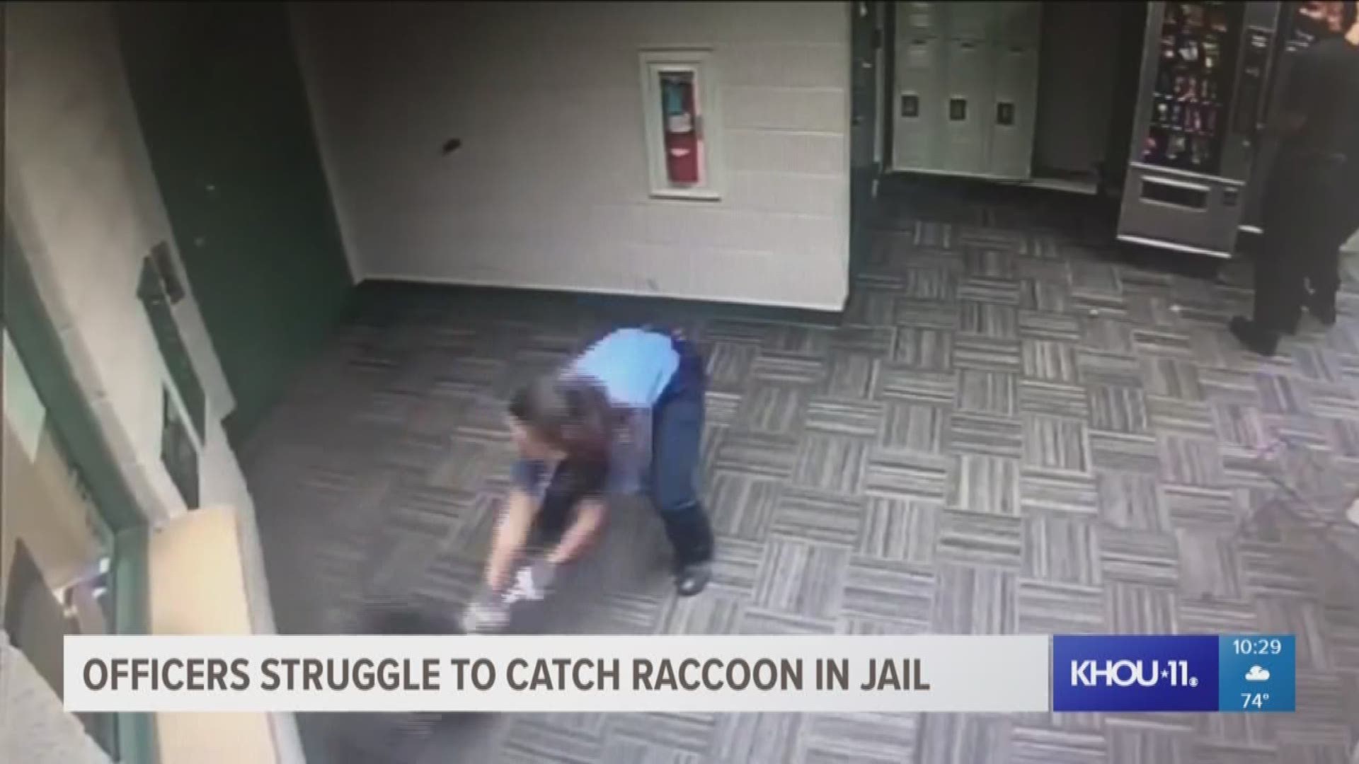 The Wild Side: Officers struggle to catch raccoon in jail | khou.com