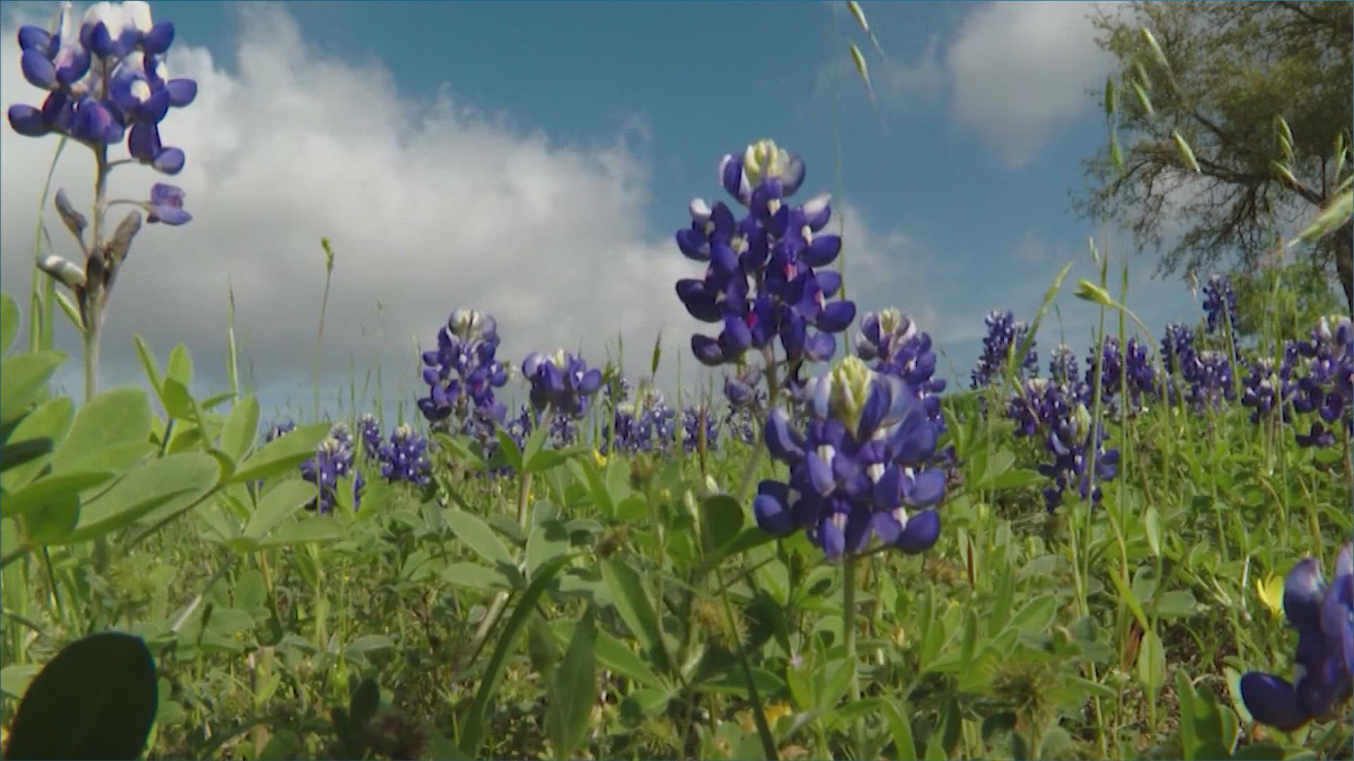 Posing pets and kids amidst the bluebonnet blooms is a Texas tradition as old as the hills. We've put together a guide to help you find the best wildflower patches.