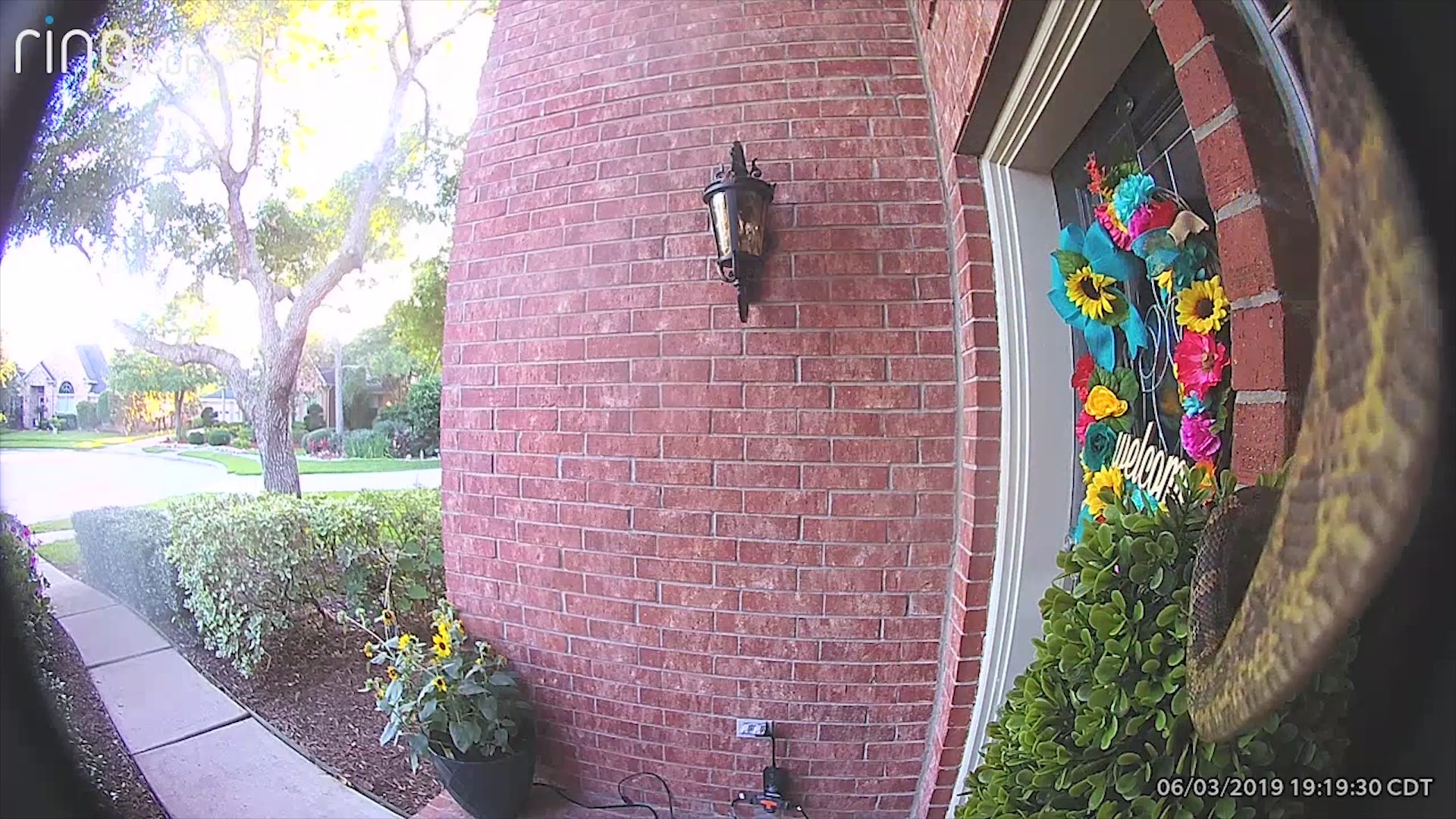 The large brown snake slithered across the door in Pearland, over the camera and into a bush in front of the door.