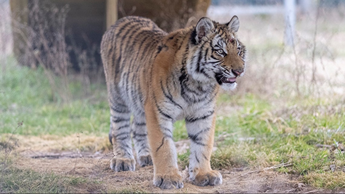 Crying tiger cub found freezing in Arctic weather 'plays like pet' in new  home - Daily Star