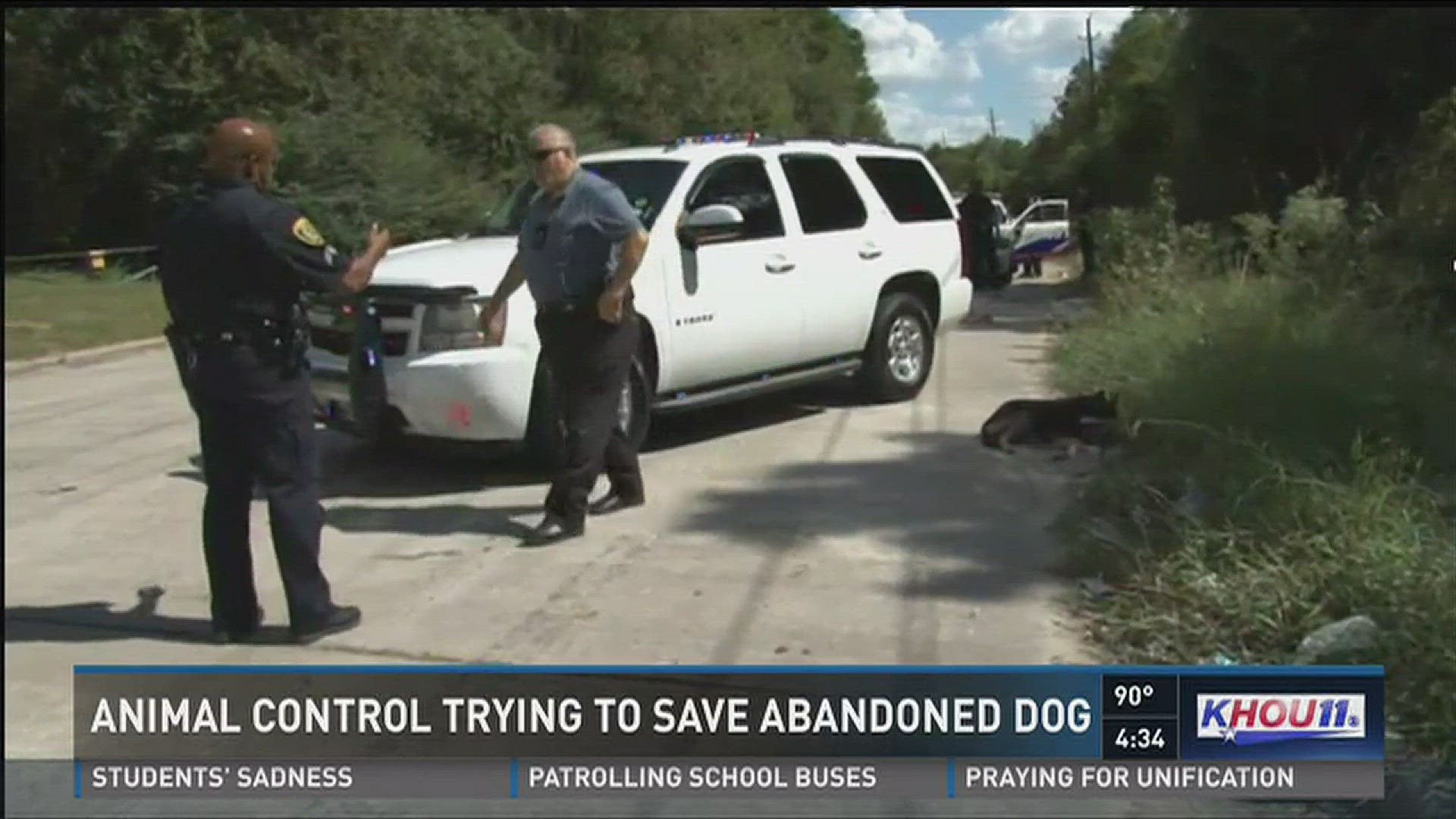 Animal Control trying to save abandoned dog found in NW Houston | khou.com