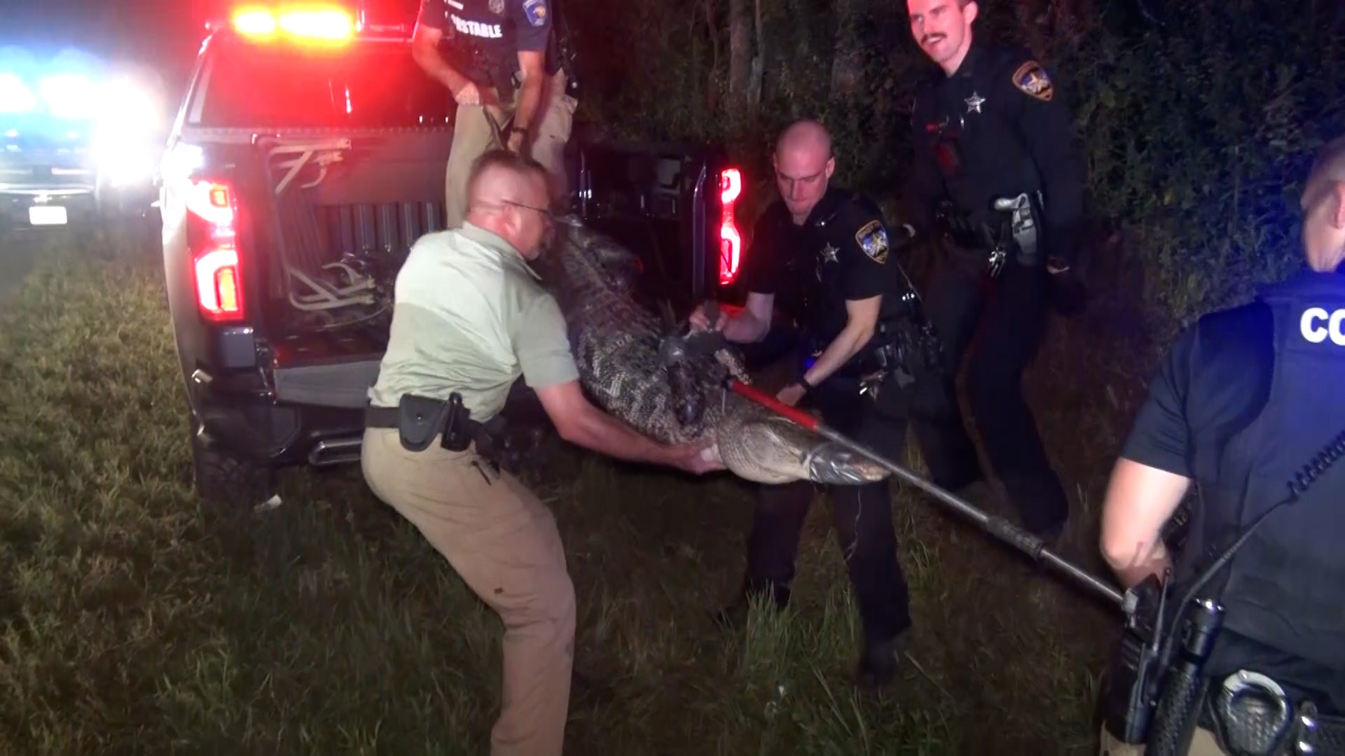 A 7-foot alligator has been relocated after nearly getting hit on a Montgomery County roadway