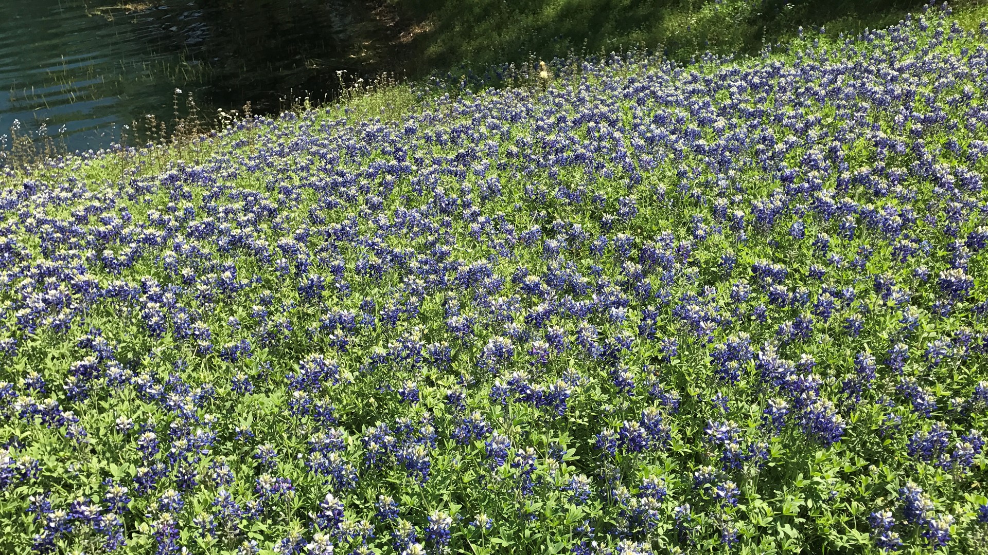 Where are the best places near Houston to see wildflowers?
