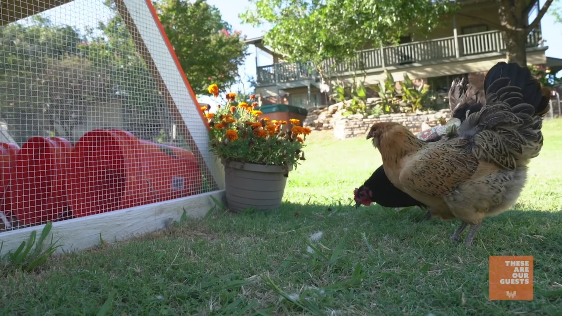Whataburger and chickens Fort Worth woman gets her wish
