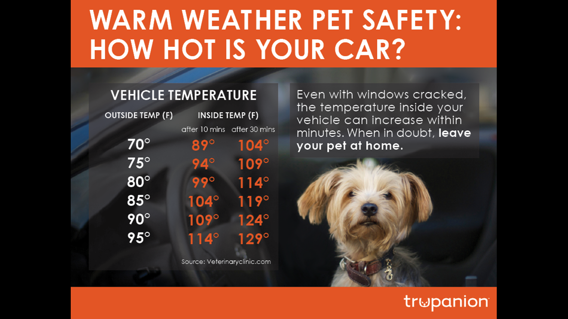 The heat can be dangerous -- even deadly -- for dogs and cats | khou.com