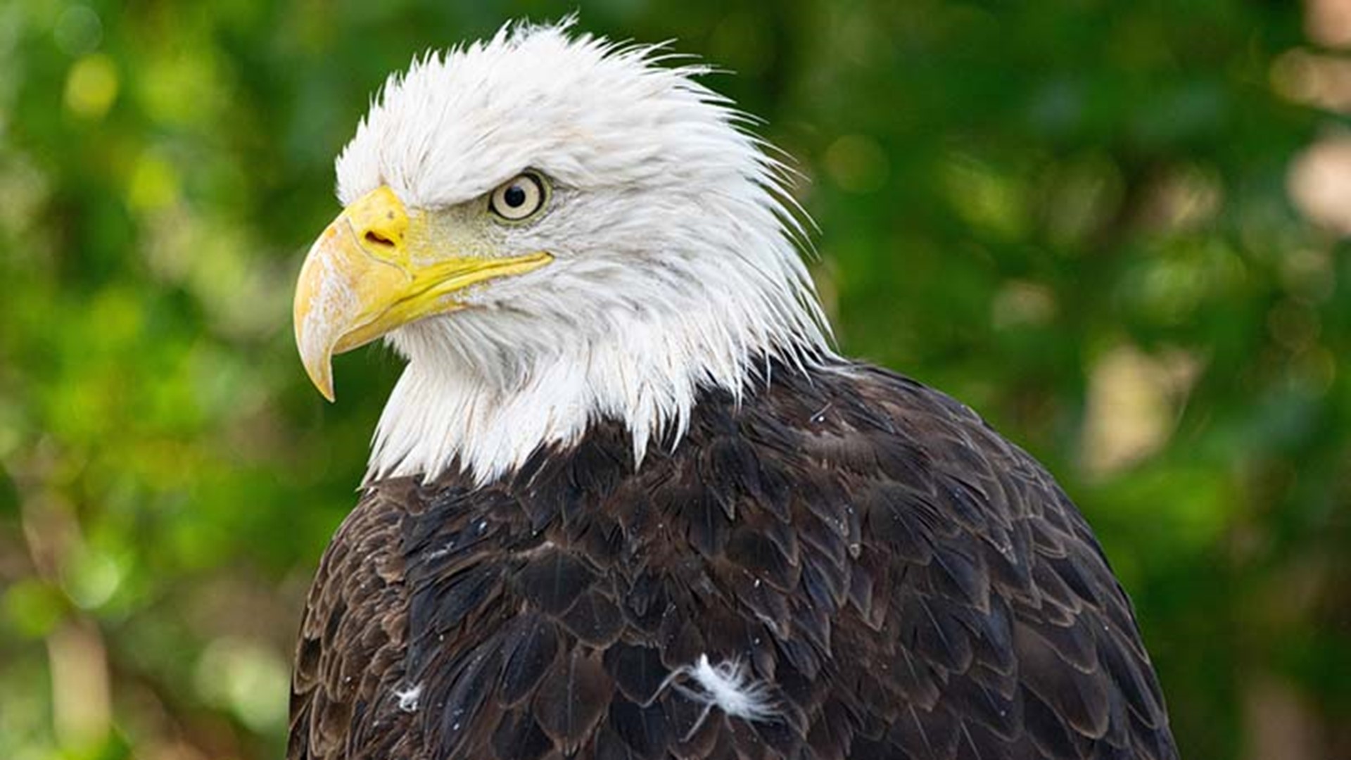 The eagle named Mae had a critically injured wing that left her unable to fly so she couldn't be released back into the wild.