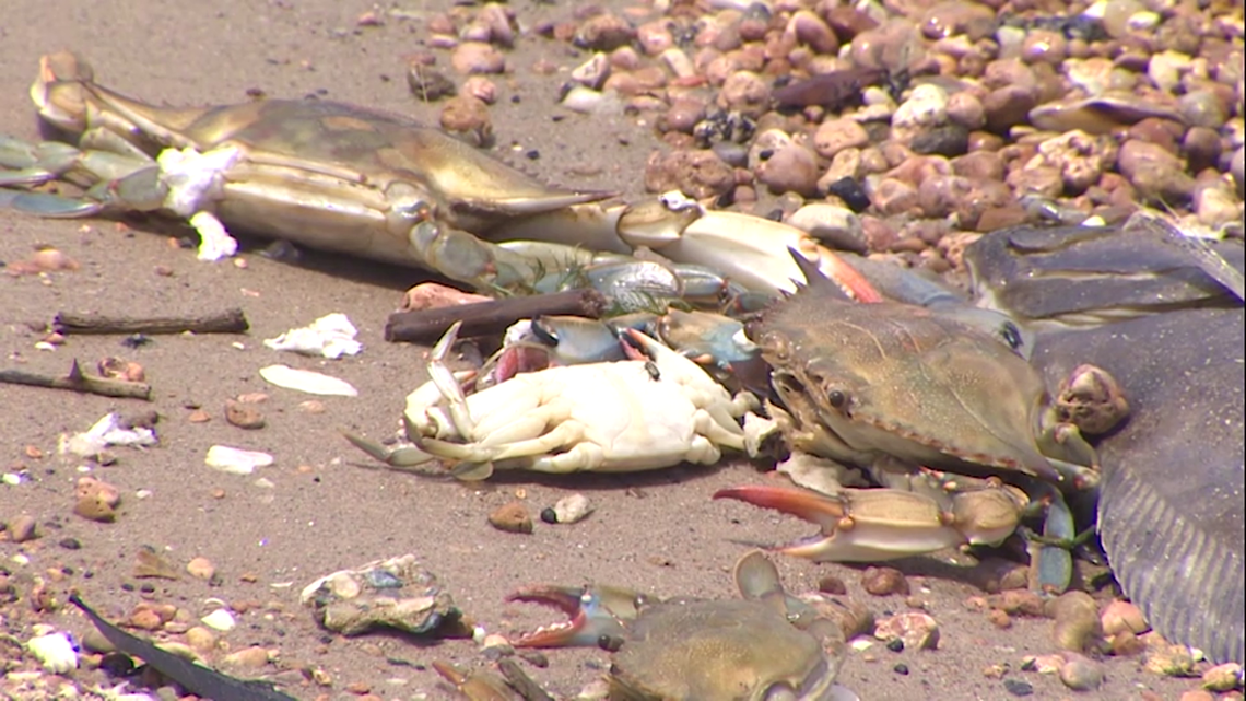 Dead fish wash up in Galveston Bay after barge collision