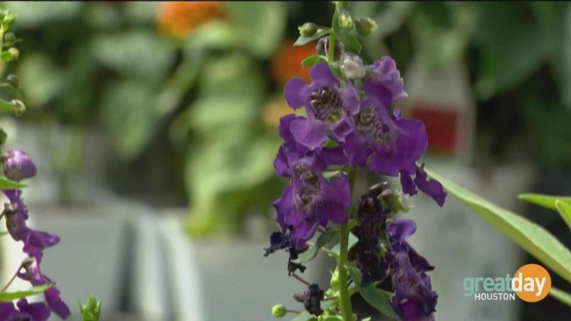 Great Day's Cristina Kooker learns about plants that will be the Houston heat and be good for your seasonal allergies, too! 