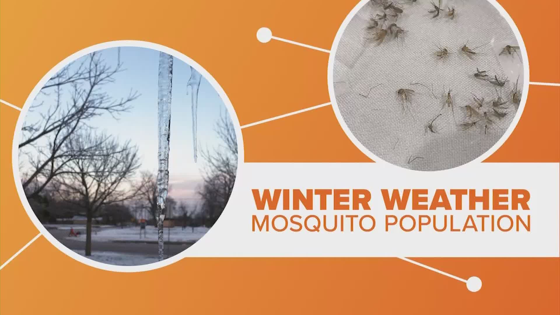 Despite the freezing temperatures, mosquitoes are survivors.