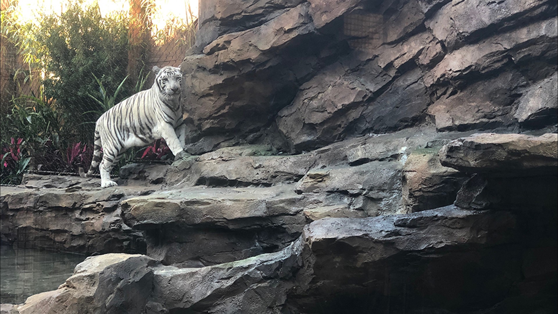 Tigers at Houston's Downtown Aquarium get new outdoor habitat