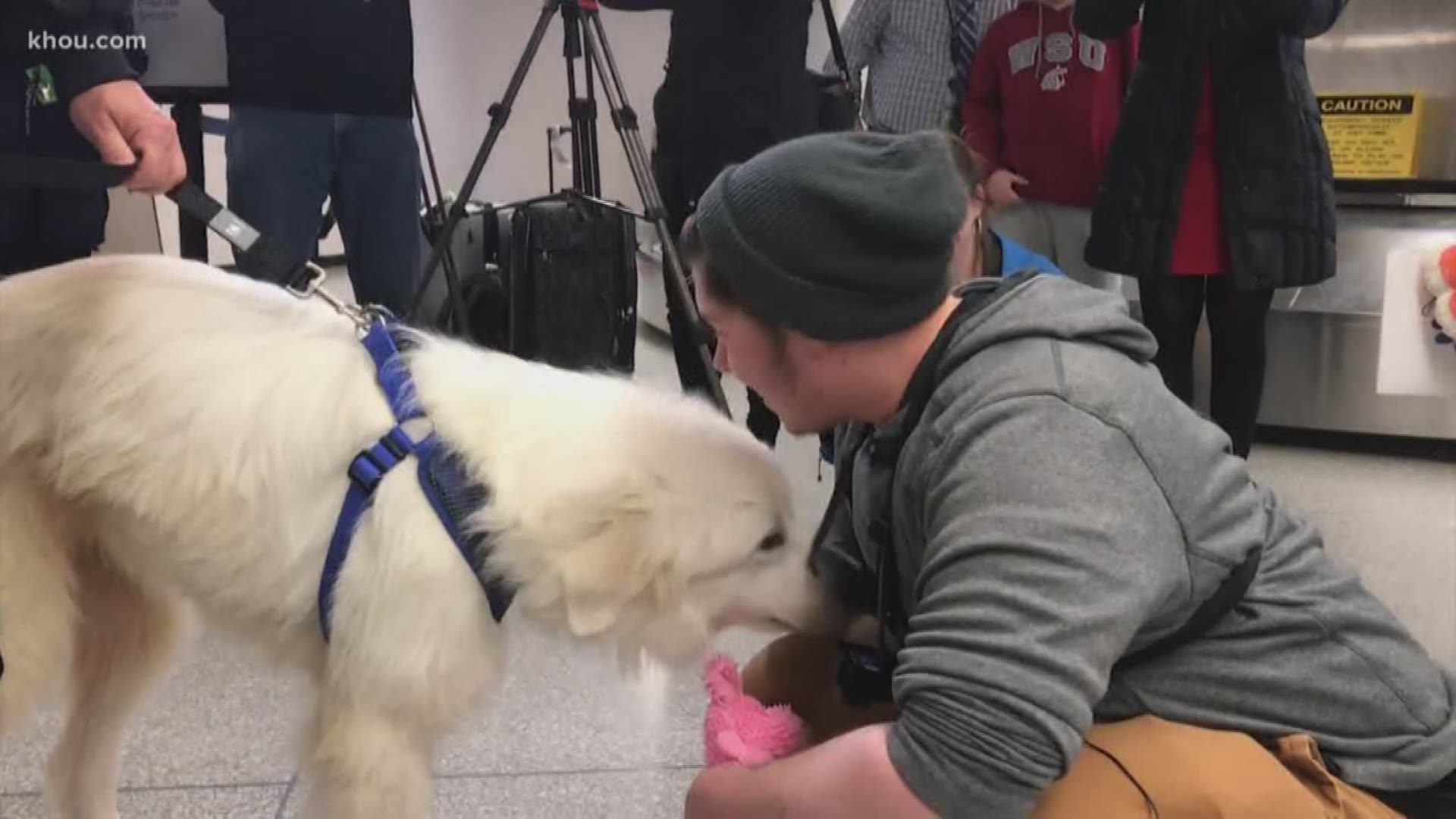 A heartwarming reunion took place Friday for an airman and his dog, Wrangler.