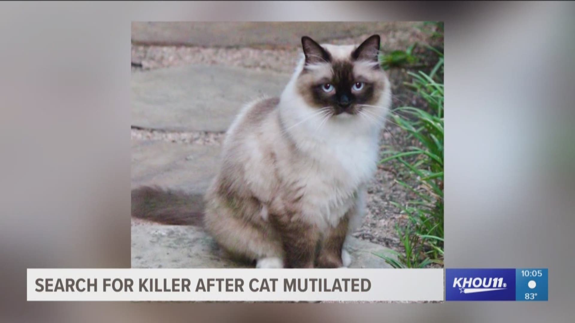 A lot of people in The Woodlands are trying to figure out who killed a pet cat named Sampson.