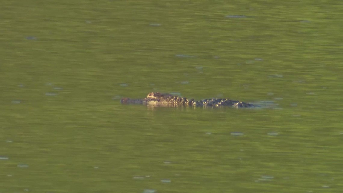 Texas: Alligators at Huntsville State Park | khou.com