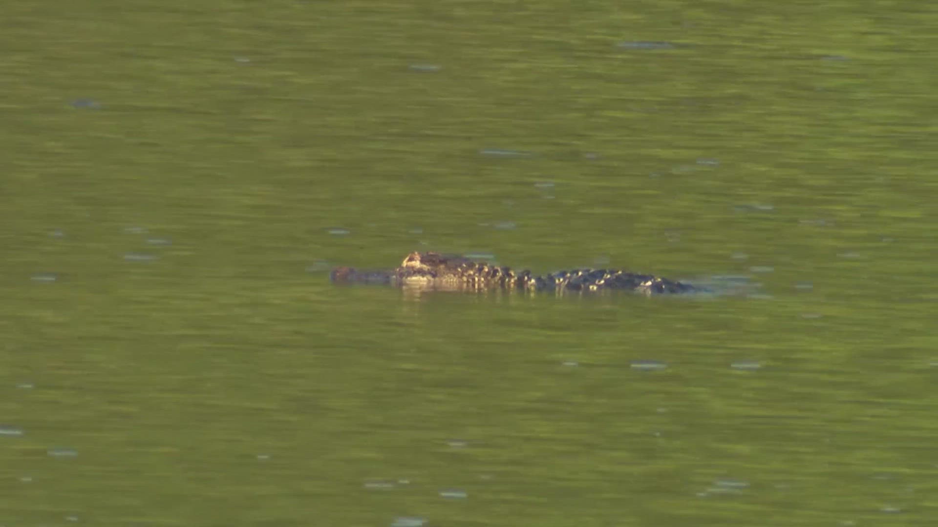 On Saturday, swimmers got the shock of their lives when they spotted a huge gator just feet away from them at Raven Lake.