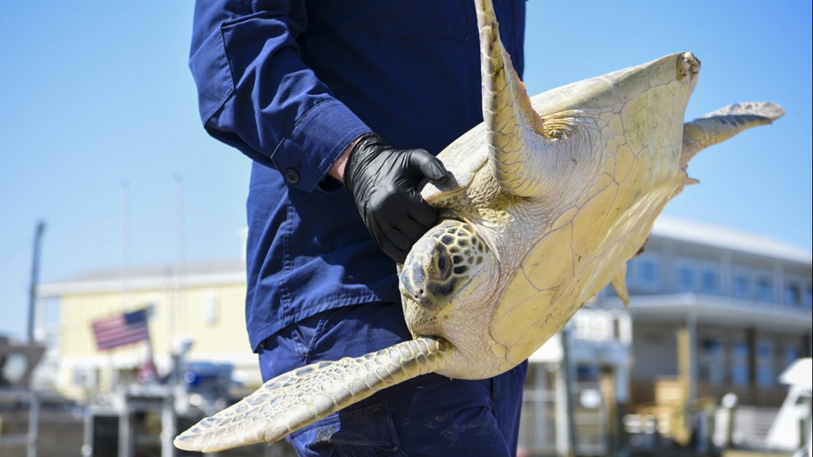 Photos: Cold-stunned sea turtles back home in Gulf of Mexico | khou.com