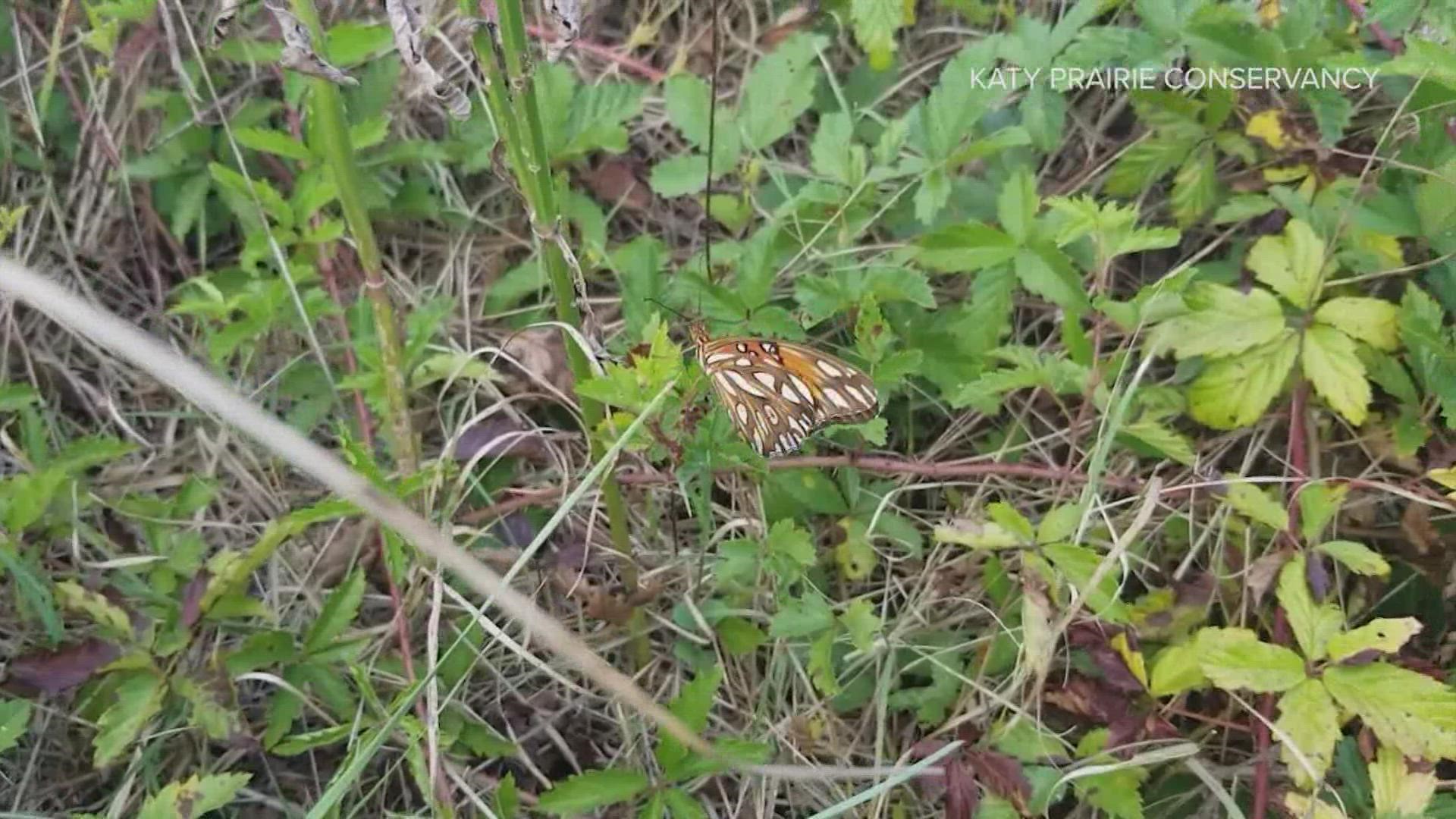 It's time to press pause and enjoy a Moment of Zen. this video is from the Katy Prairie Conservancy