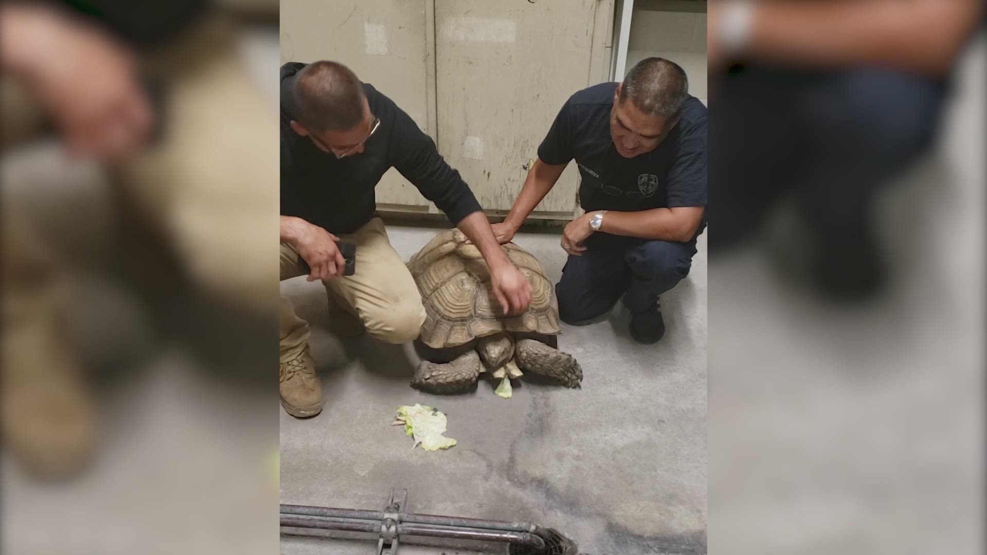 It's not everyday you see a tortoise at a fire station, but that's just what happened Monday at Houston Fire Station 45.
