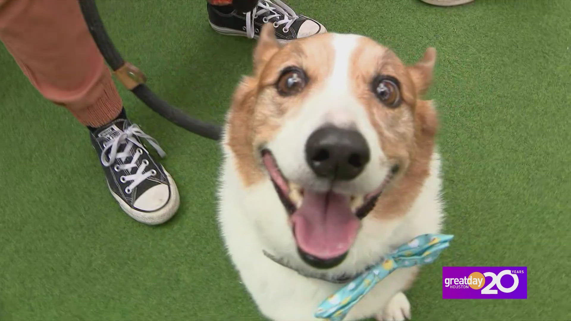 Corgis, Craft Beer and Whole Lot of Wagging tails at Kirby Ice