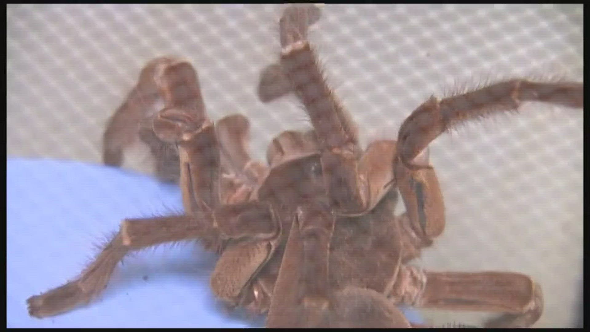 A maintenance man at a southwest Houston apartment complex had quite a shock Tuesday when he found a bunch of tarantulas and scorpions. 59 scorpions and 13 tarantulas were in boxes and plastic cases inside the apartment. Three of the tarantulas had alrea