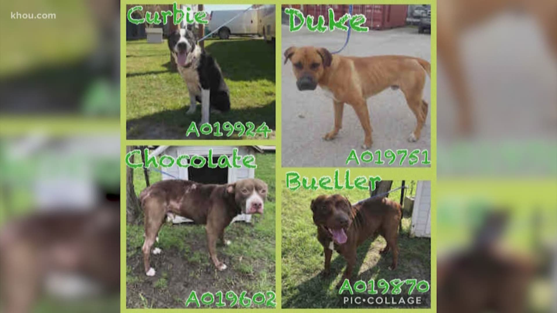 The Fort Bend County animal shelter needs your help! The shelter says they recently received many dogs and they are completely out of space.