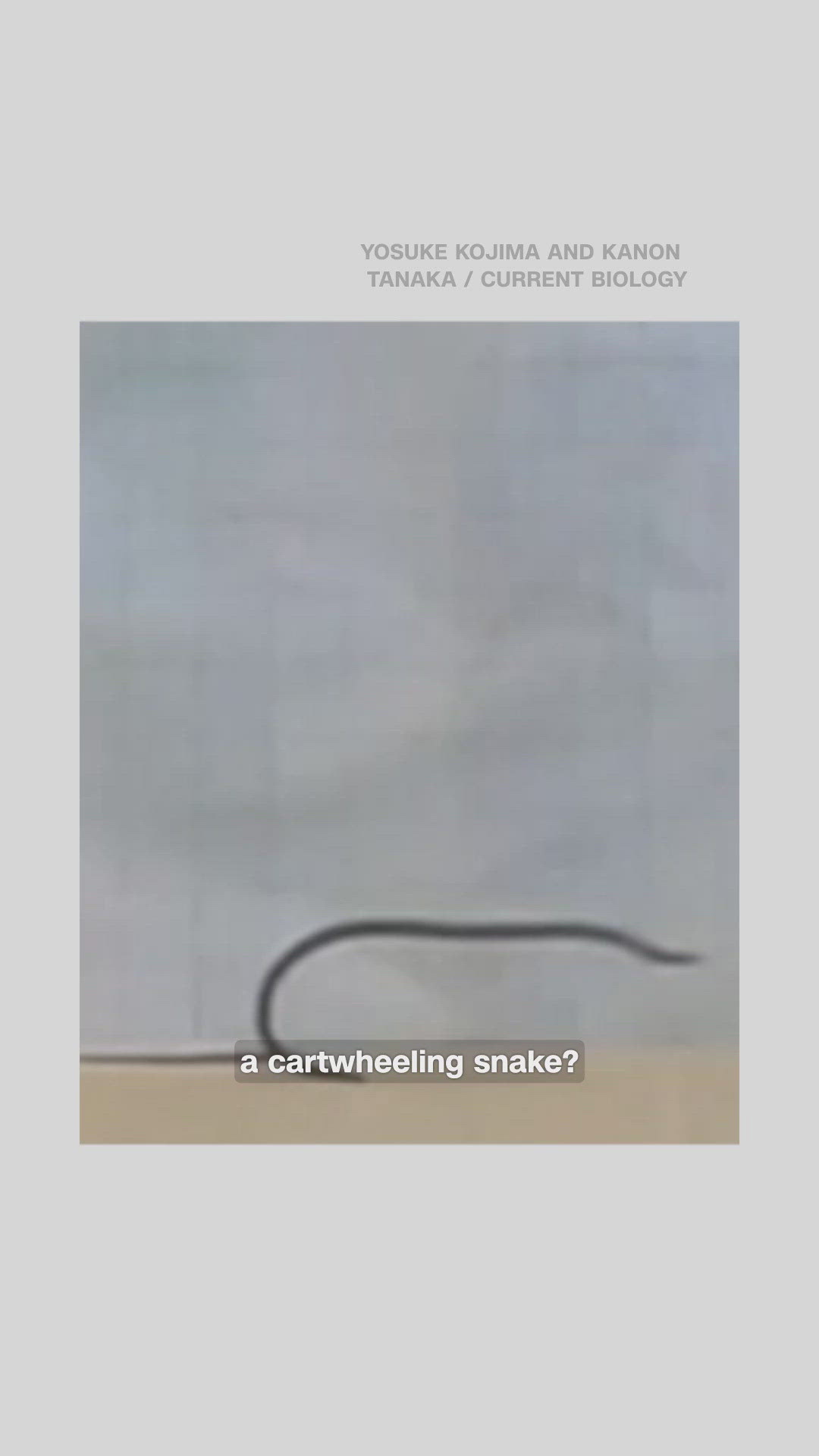 Scientists find out how a snake cartwheels | khou.com