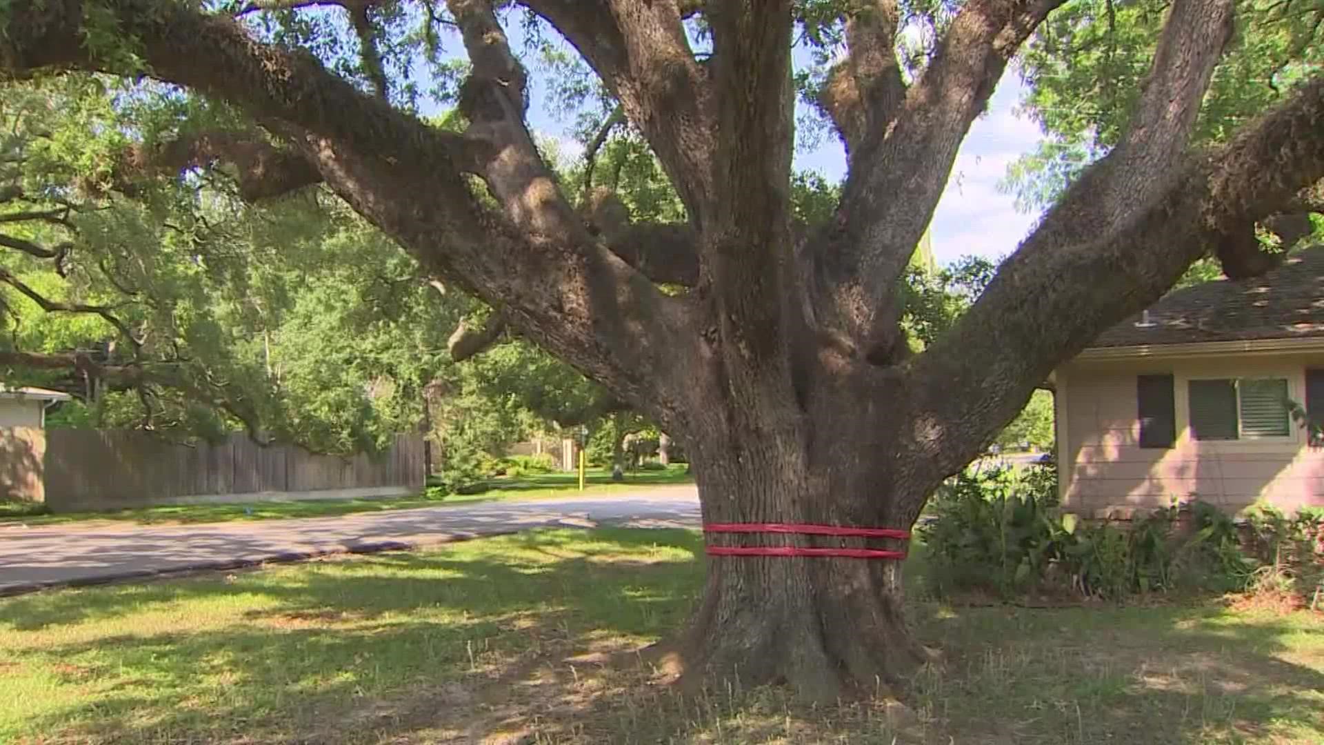 Neighbors in Hedwig Village are furious about a developer’s plan to cut down a more than a 100-year-old oak tree to make way for the construction of a new home.