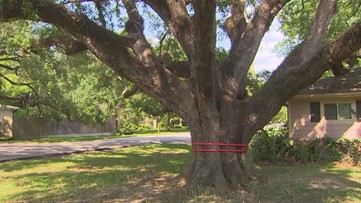 Massive Houston-area oak tree is expected to be cut down this week to make way for new, bigger house