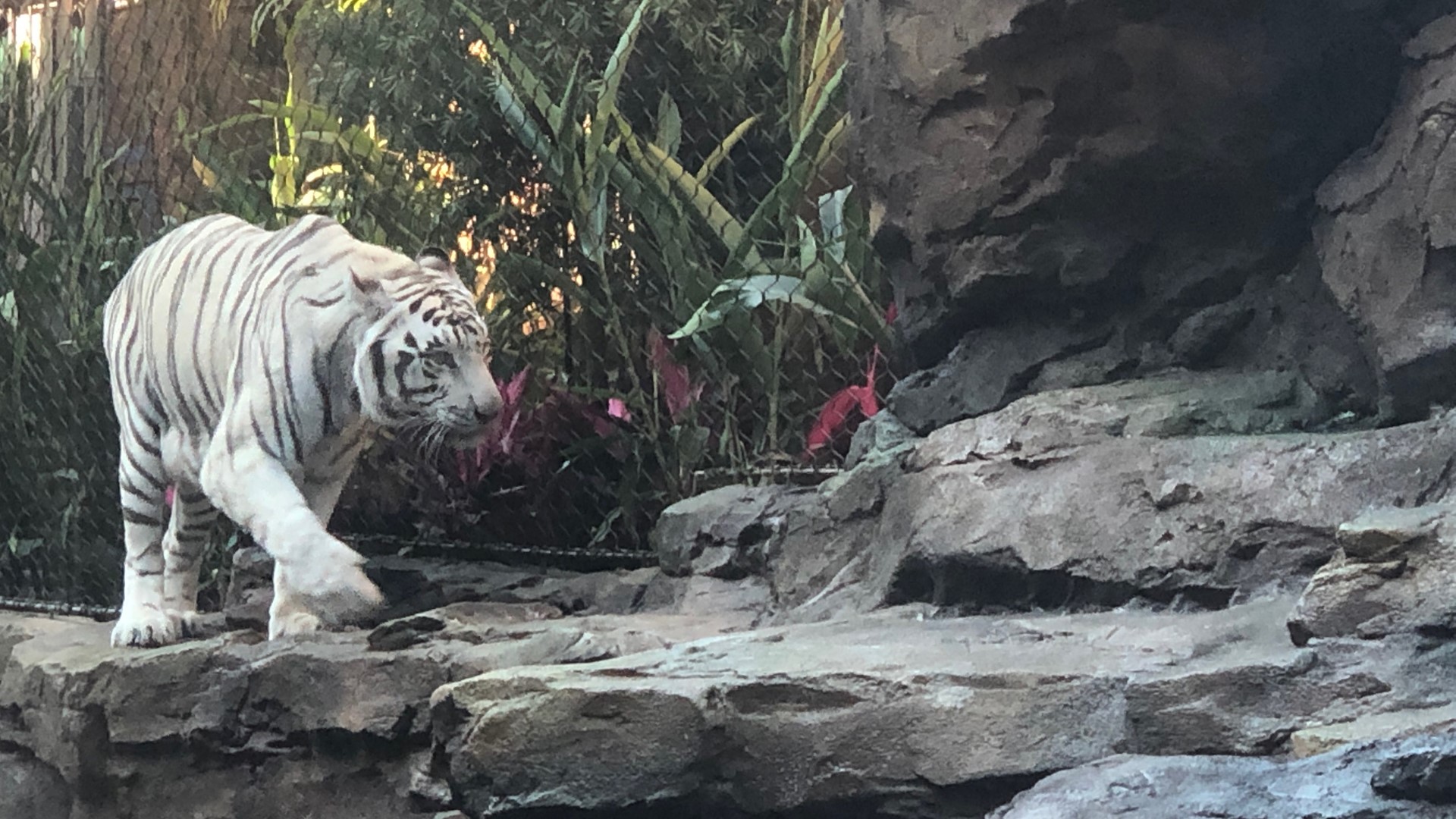Tigers at Houston's Downtown Aquarium get new outdoor habitat
