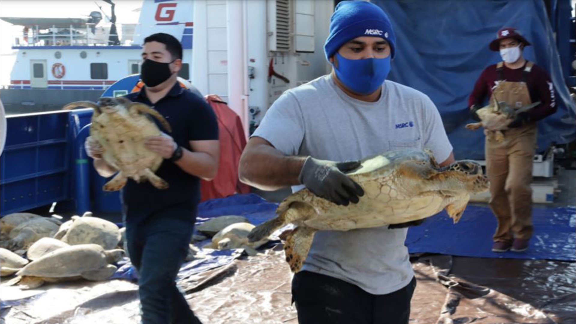 Rescued sea turtles released back into Gulf of Mexico | khou.com