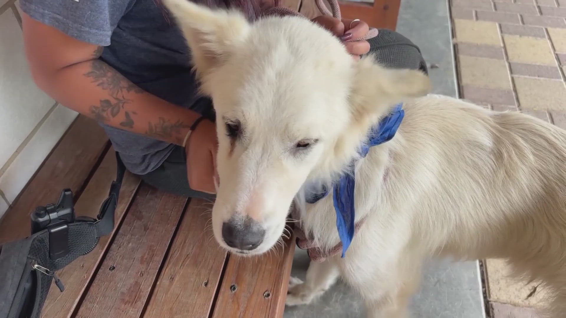 Houston Humane Society rescues 26 dogs from flooded shelters | khou.com