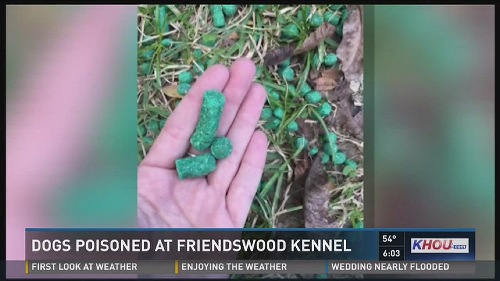 Fourteen dogs dropped off Wednesday at a Friendswood daycare were let out into the play yard. Shortly after, an employee noticed tiny green pellets all over the yard.